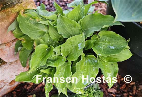 Hosta Rosemoor